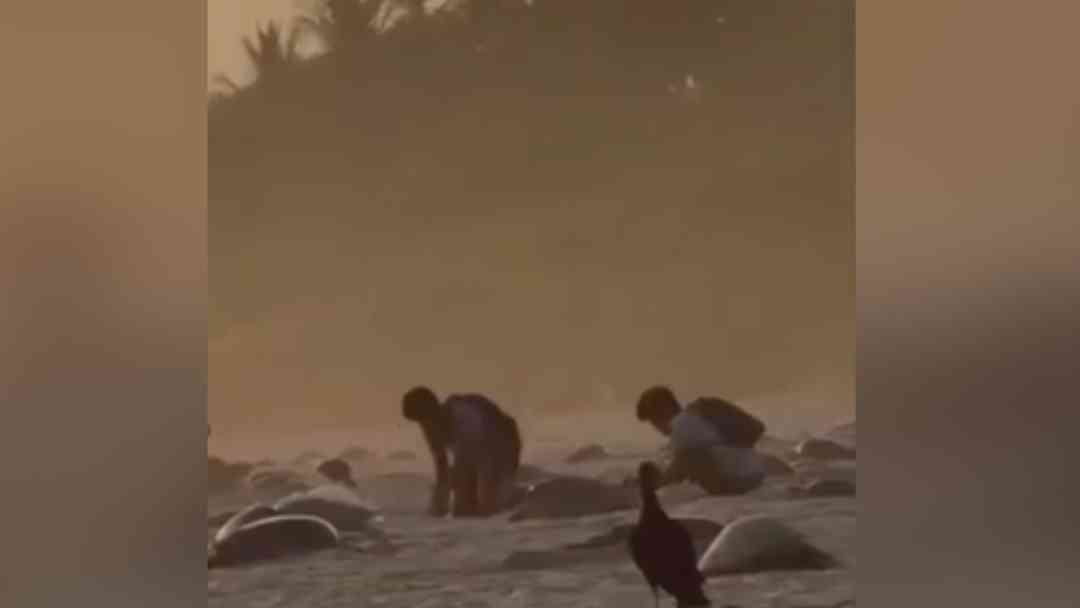 Saqueo de huevos de tortuga en Oaxaca México, desata indignación y activa investigación | ViX