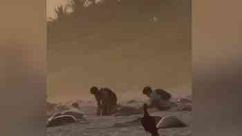 Saqueo de huevos de tortuga en Oaxaca México, desata indignación y activa investigación