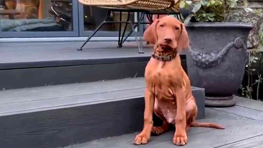 Empresa en NY ofrece trabajo por oler aliento y recibir besos de perros ¿mandarís tu CV? | ViX