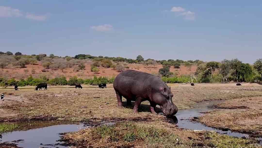 Colombia debate plan para controlar hipopótamos invasores en Hacienda Nápoles | ViX