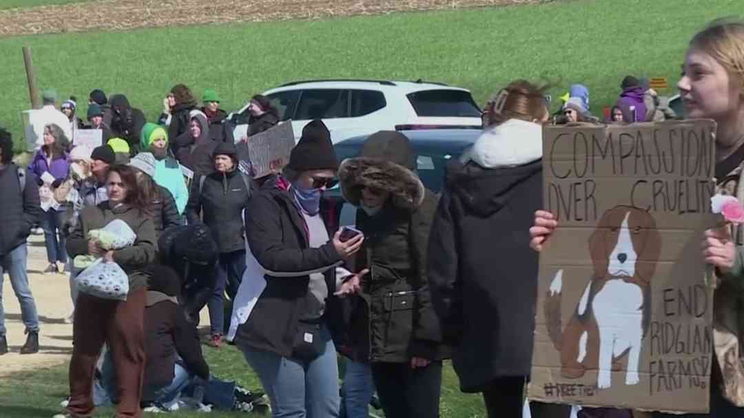 Activistas irrumpen en criadero de beagles y policía responde con gases en Wisconsin | ViX