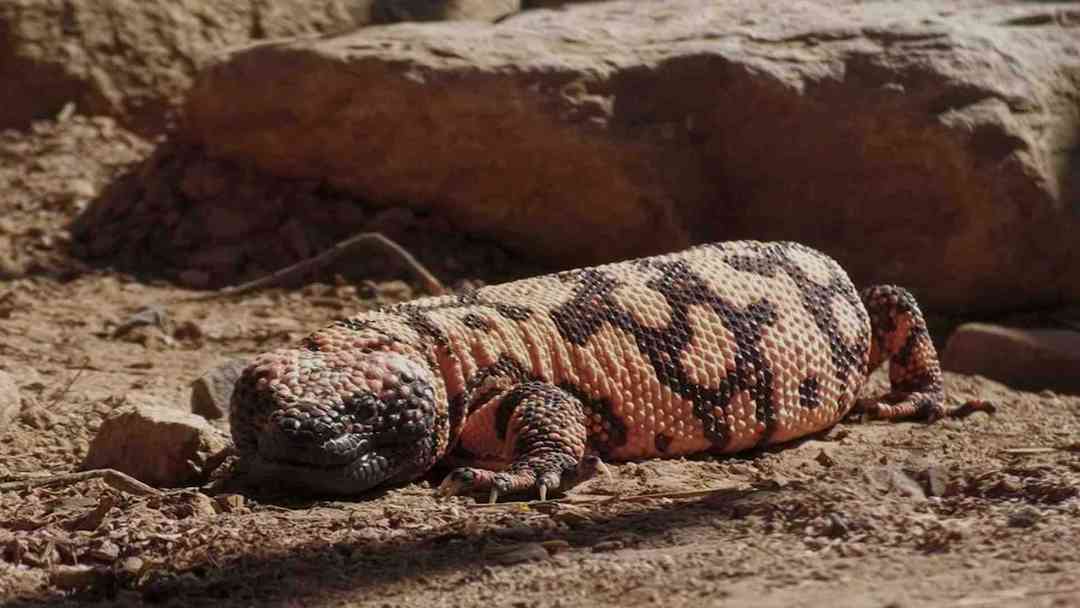 Monstruo de Gila de Arizona impulsa avances en medicamentos contra diabetes y obesidad | ViX