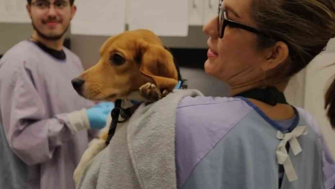 Rescatan 25 beagles de granja en Wisconsin y los trasladan a refugio en Chicago | ViX