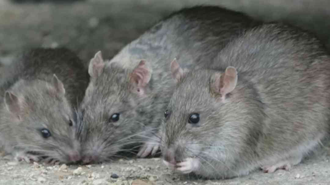 ¿Qué hacer para evitar el contagio de hantavirus y cuáles son los factores de riesgo? | ViX
