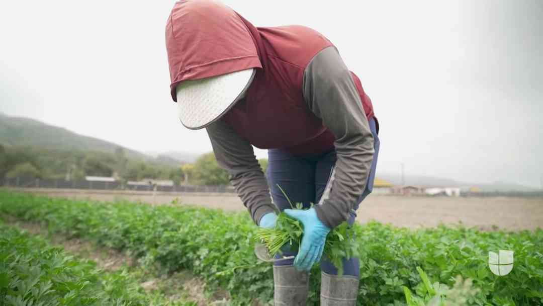 ¿Quién cultiva tu comida? El creciente poder de las mujeres en la agricultura | ViX