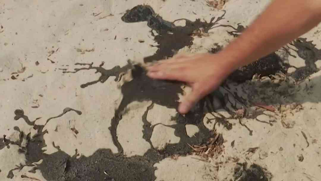 Denuncian contaminación que amenaza tortugas marinas en Campeche, México | ViX