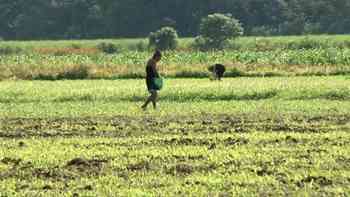 Cientos de mujeres asumen trabajos agrícolas en El Salvador ante el vacío económico dejado por arrestos