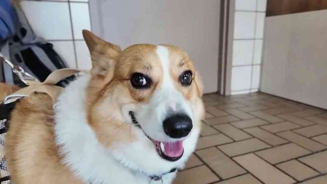 Peligro para mascotas por calor: Expertos dan recomendaciones para cuidar a perros y gatos en casa y en la vía pública | ViX