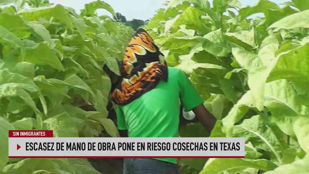 N+ Univision 24-7 Conectados: 17 de agosto, 2026 | ViX