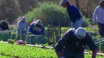 "No puede haber interrupción en los comestibles": Agricultores exigen freno a redadas de ICE