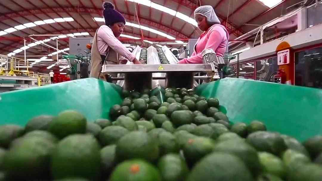 EEUU suspende las importaciones de aguacate de Michoacán, México, ¿por seguridad? | ViX