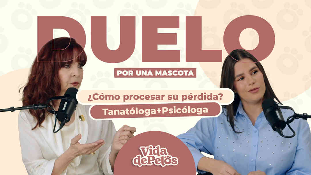 Duelo por una mascota: ¿Cómo procesar su pérdida? - Tanatología + Psicología | ViX