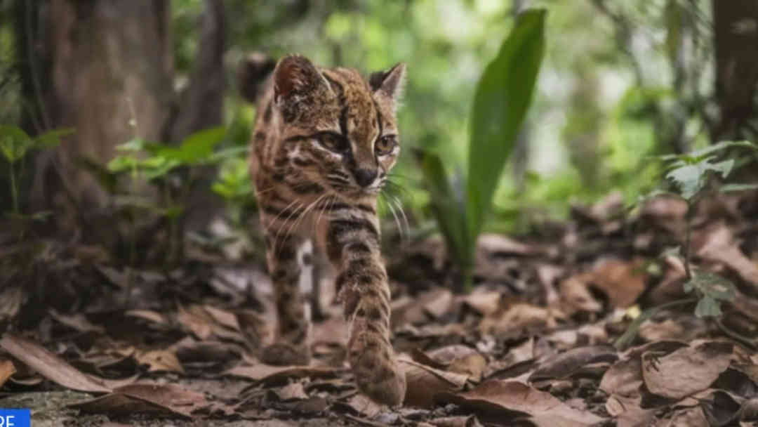“Es un gato diferente de los otros”: Bióloga explica el hallazgo del nuevo felino Tilcayo, originario de Bolivia | ViX