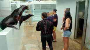 Locuras en el acuario