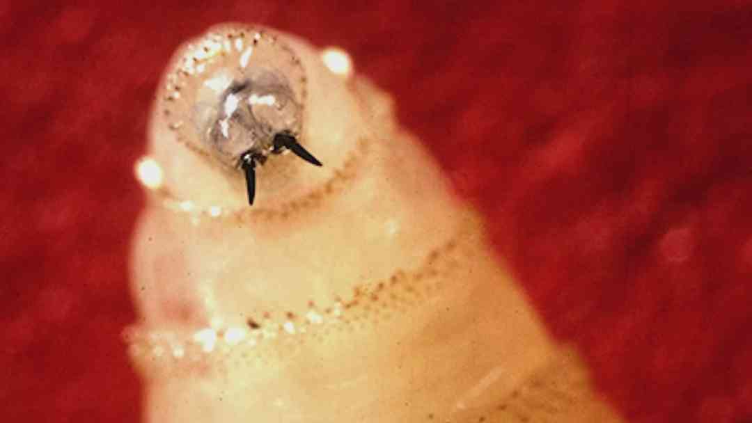 Detectan el gusano barrenador del Nuevo Mundo en Texas y Nuevo México: ¿Cómo se contagia? | ViX